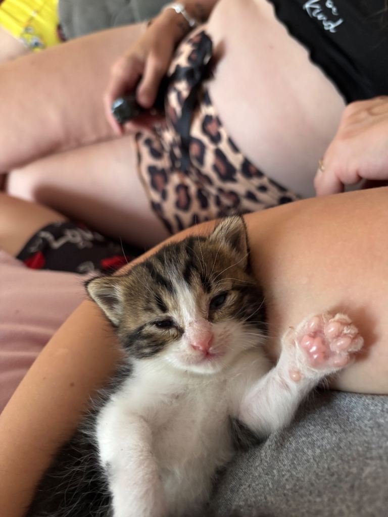 male and female kittens