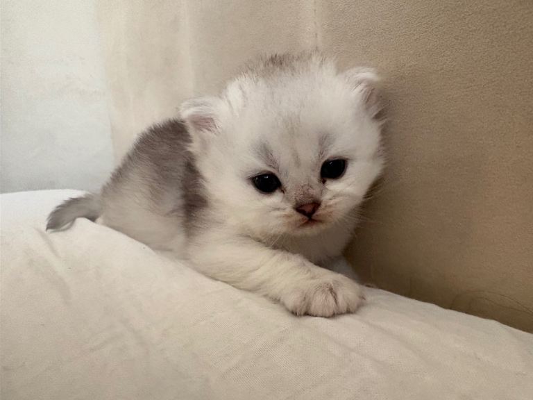 Kitten - Scottish STRAIGHT longhair
