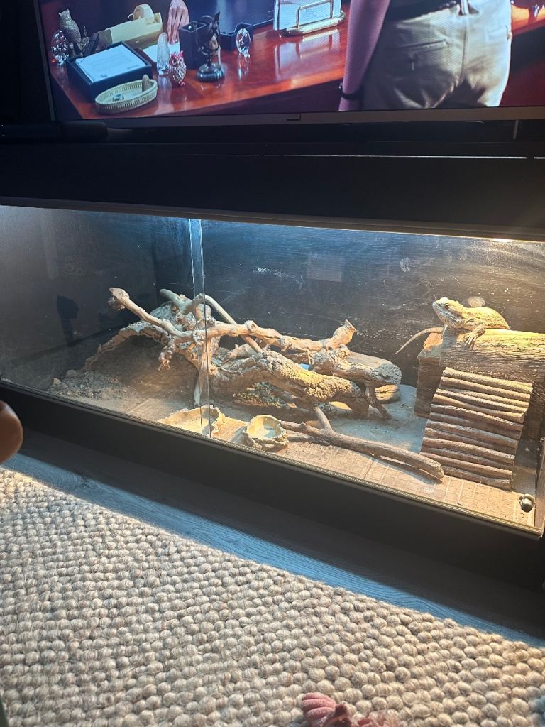 Bearded dragon and all equipment 