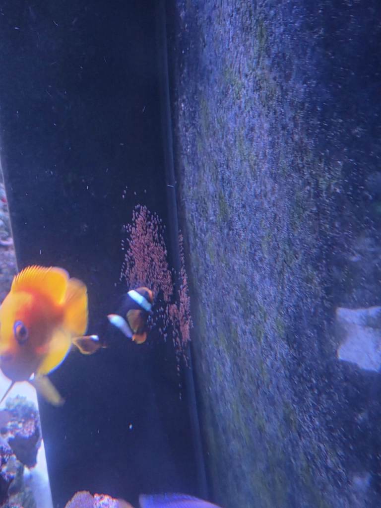 Breeding pair of clownfish 