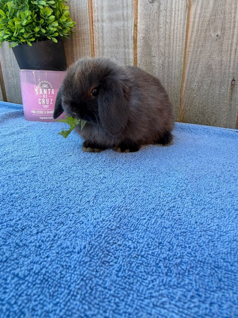 Pure bred mini lop bunnies ready to leave