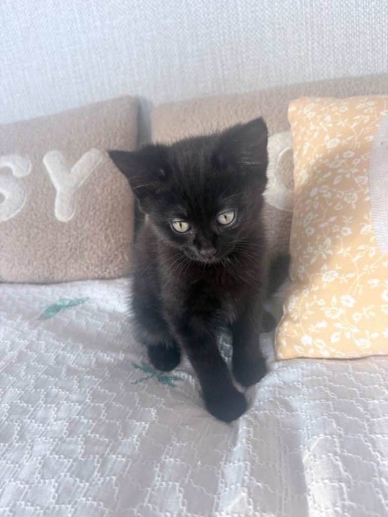One lonely little girl kitten remaining 🐈‍⬛