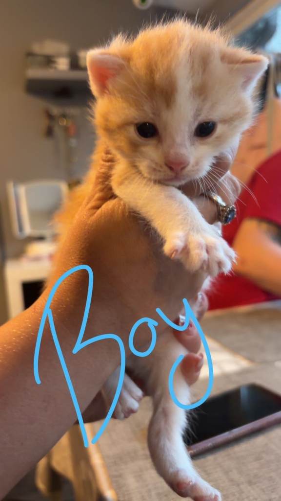 Kittens for sale