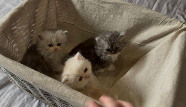 😻ONLY 3 LEFT STUNNING PERSIAN KITTENS😻
