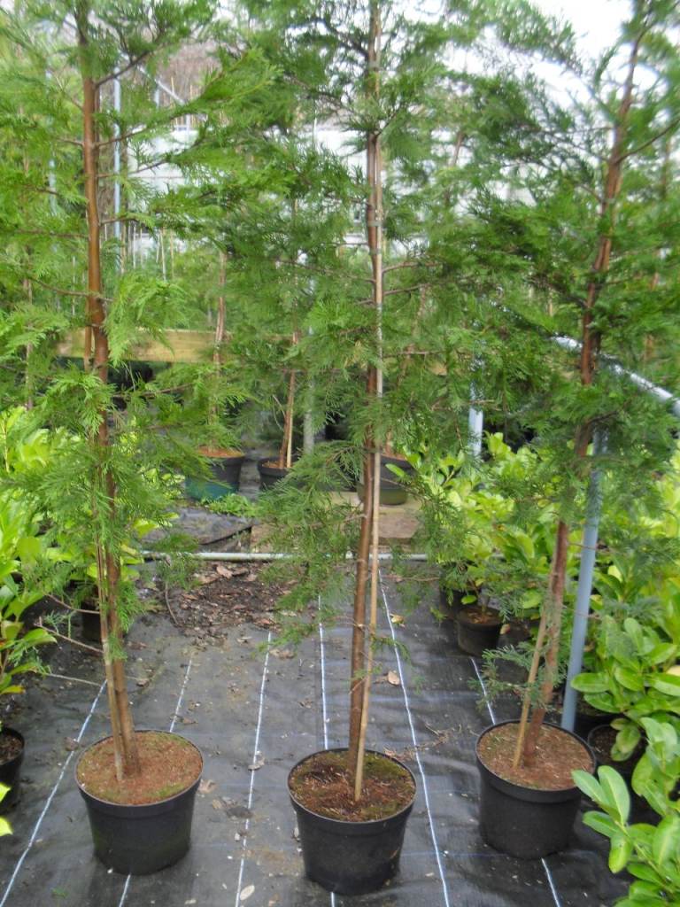 10 x 7-9 ft 2ND GRADE CLEARANCE leylandii £20 EACH-£200 in TOTAL SEE DETAILS