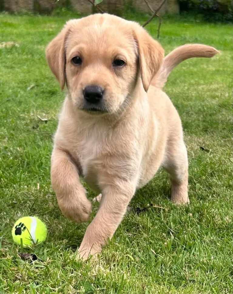 KC REGISTERED LAB DOG PUP