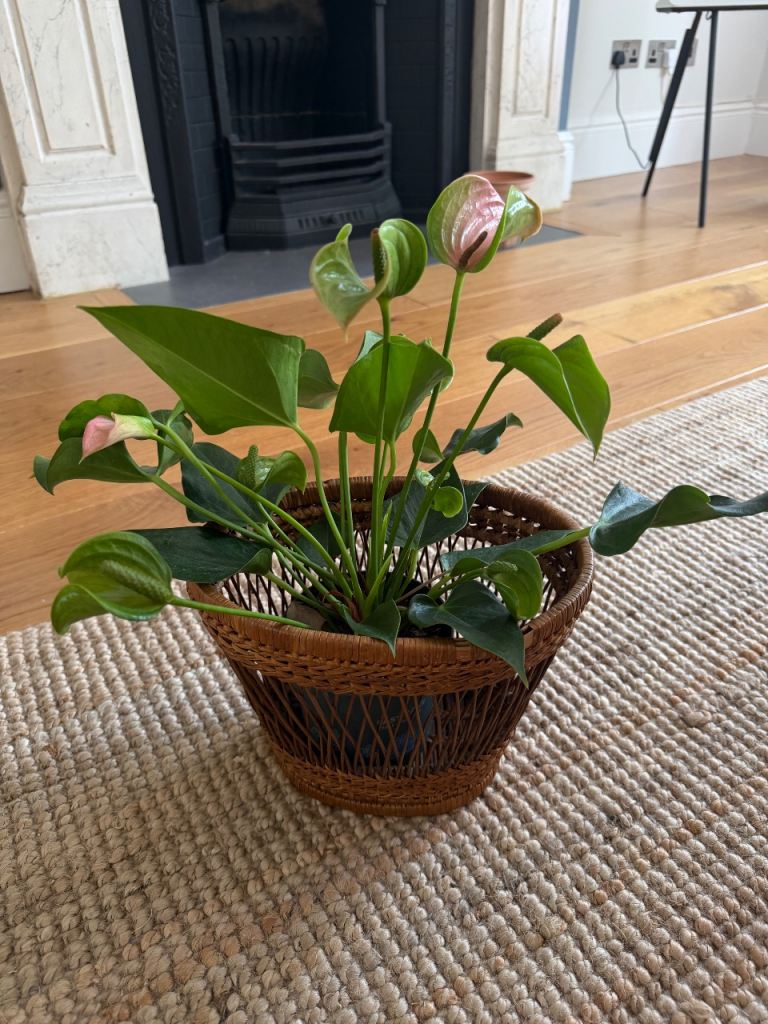 Healthy Pink Anthurium (Flamingo Flower)