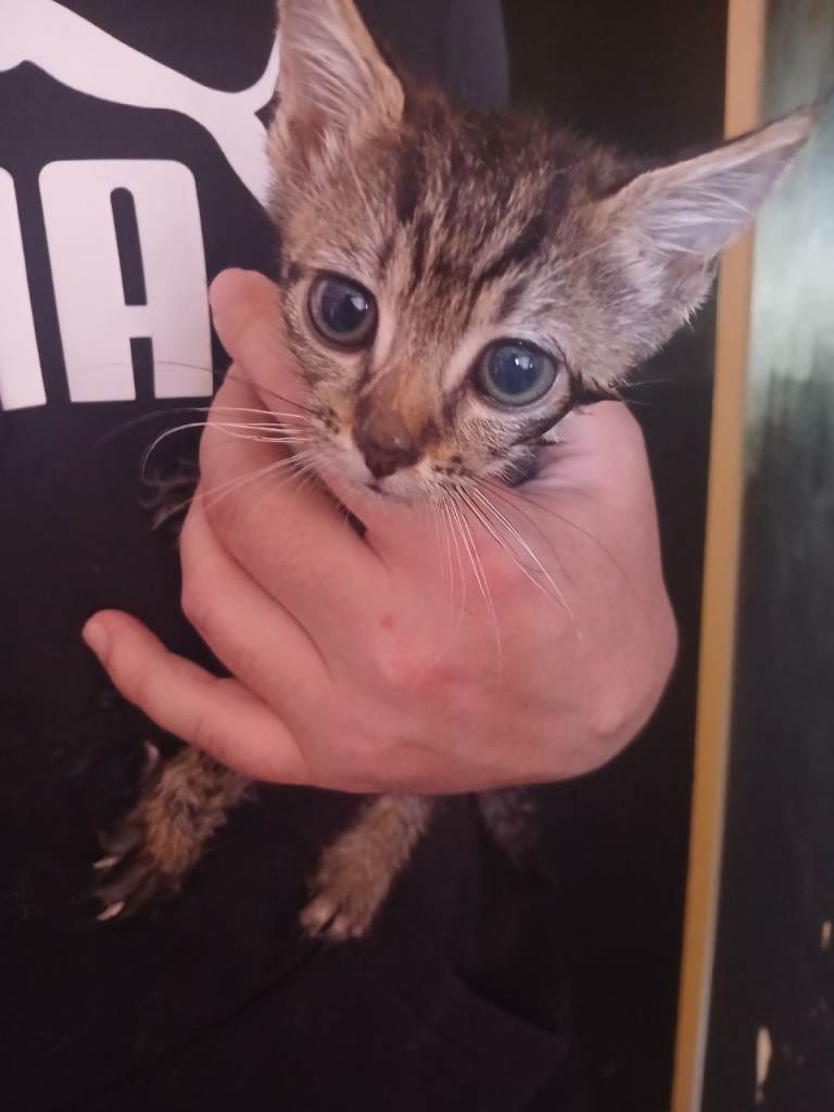 8 week old kittens ready for new homes