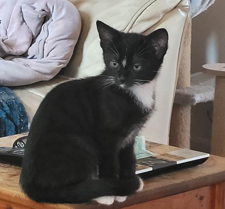 Kittens looking for forever homes 