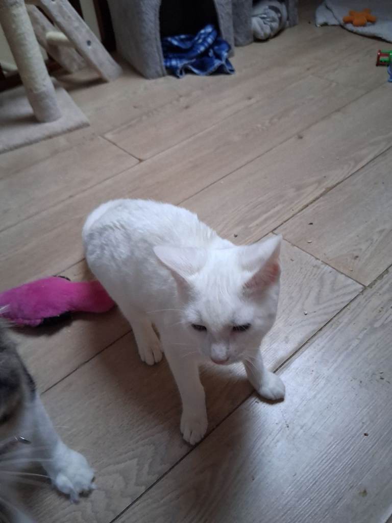 Turkish angora kitten boy 