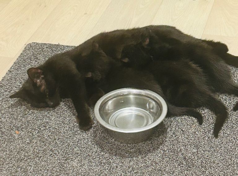 Adorable Black Kittens – 3 Months Old 🖤