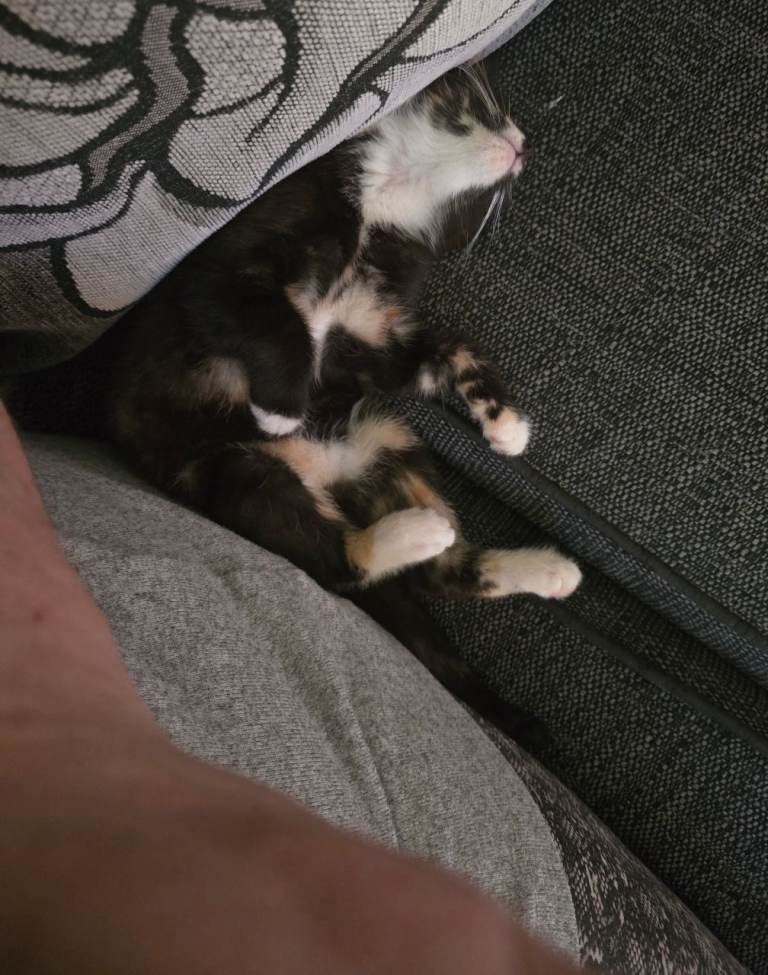 Female kitten for sale