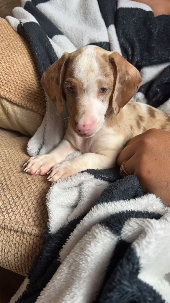 💙 Stunning Blue-Eyed Male Dapple Dachshund Puppy 🐾 