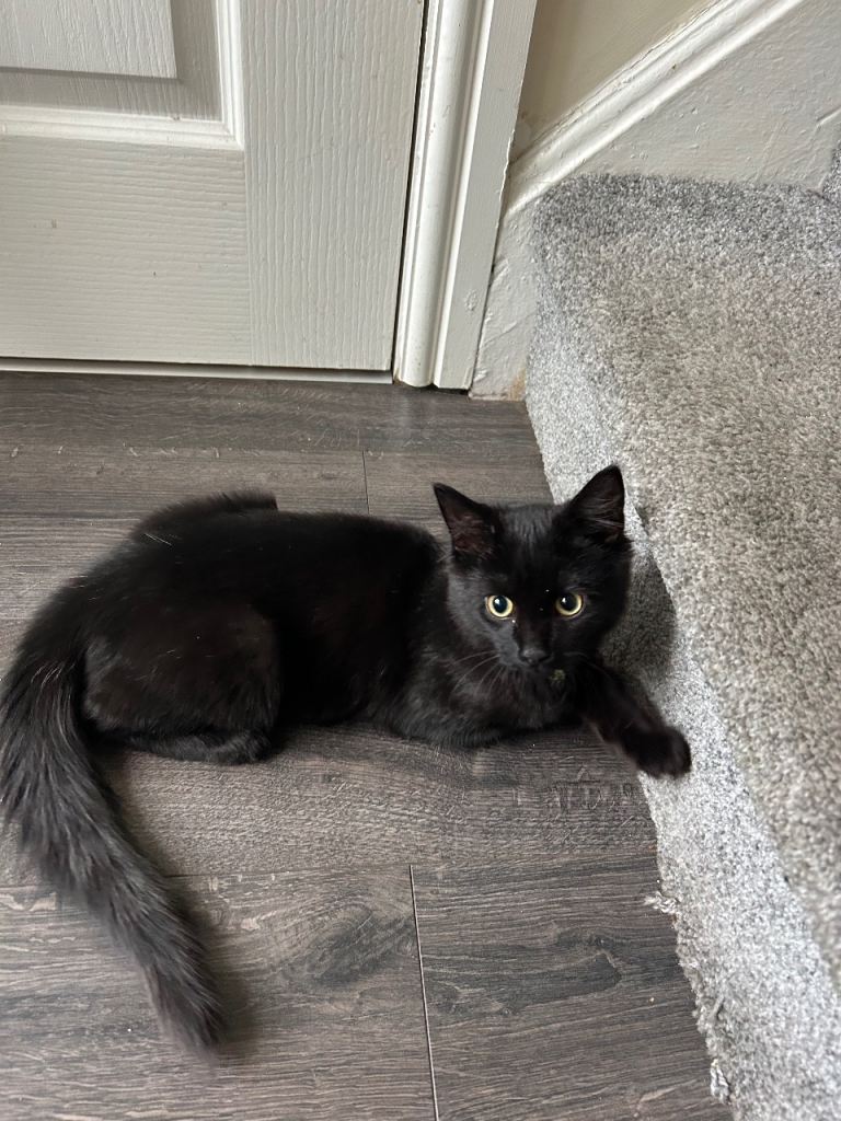 Cute Black 4 Months kitten. Ready to go.