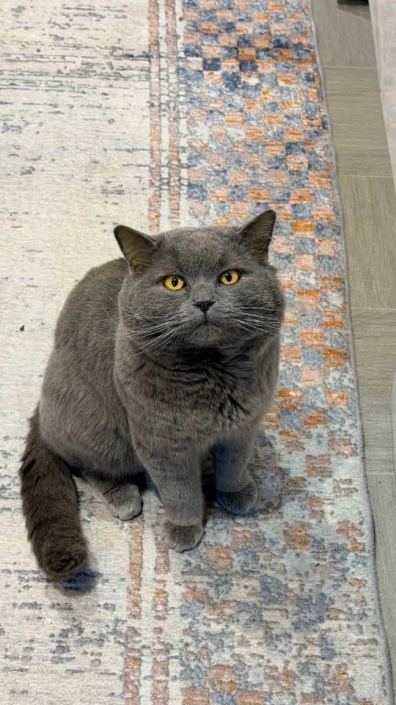 3-Year-Old Lovely Cat Looking for a New Home