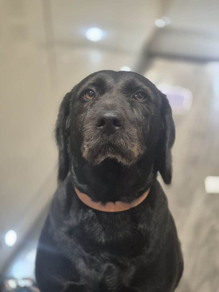 Dog Rehoming 
