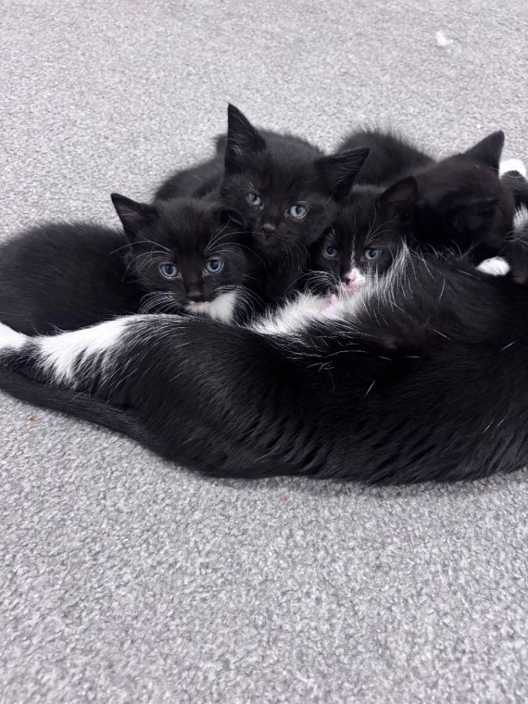 Kittens for sale 