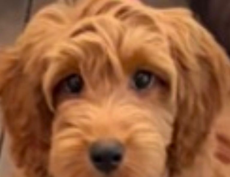Cockapoo puppy 