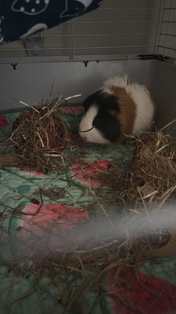 Guinea pigs 