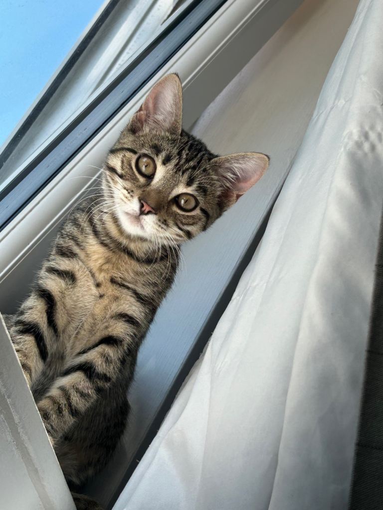 7 month old kitten 