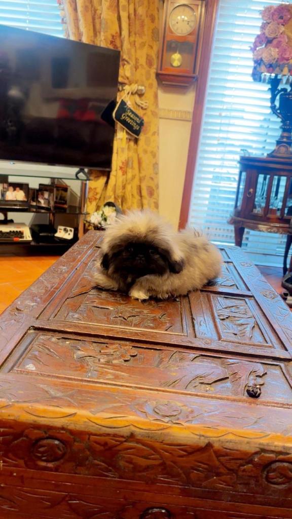 Stunning pedigree male Pekingese puppy