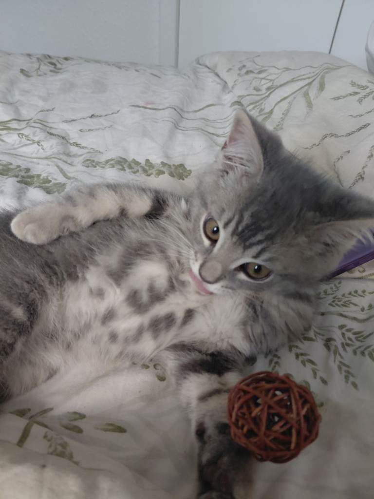 Ragdoll mixed kitten