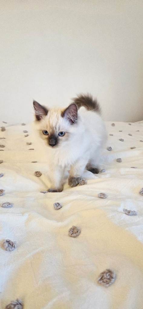 Gorgeous pure Ragdoll only 1 boy left