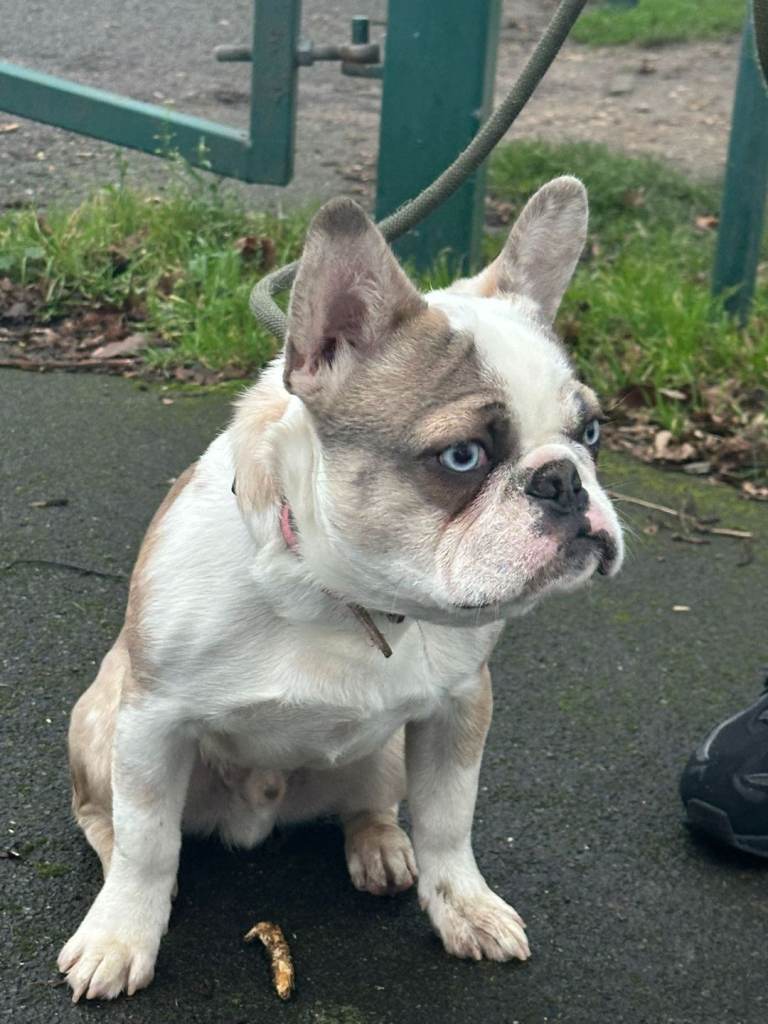 KC Reg Panda Husky Male French Bulldog For Sale 
