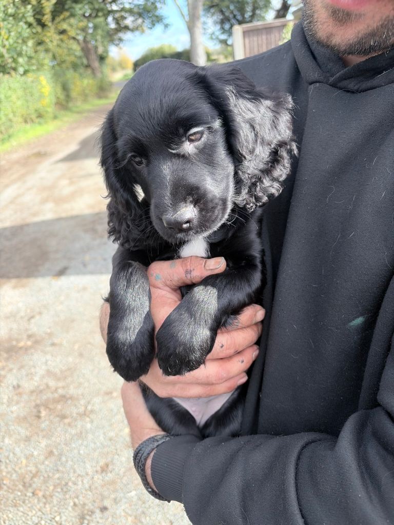 12 week old cocker spaniel puppy