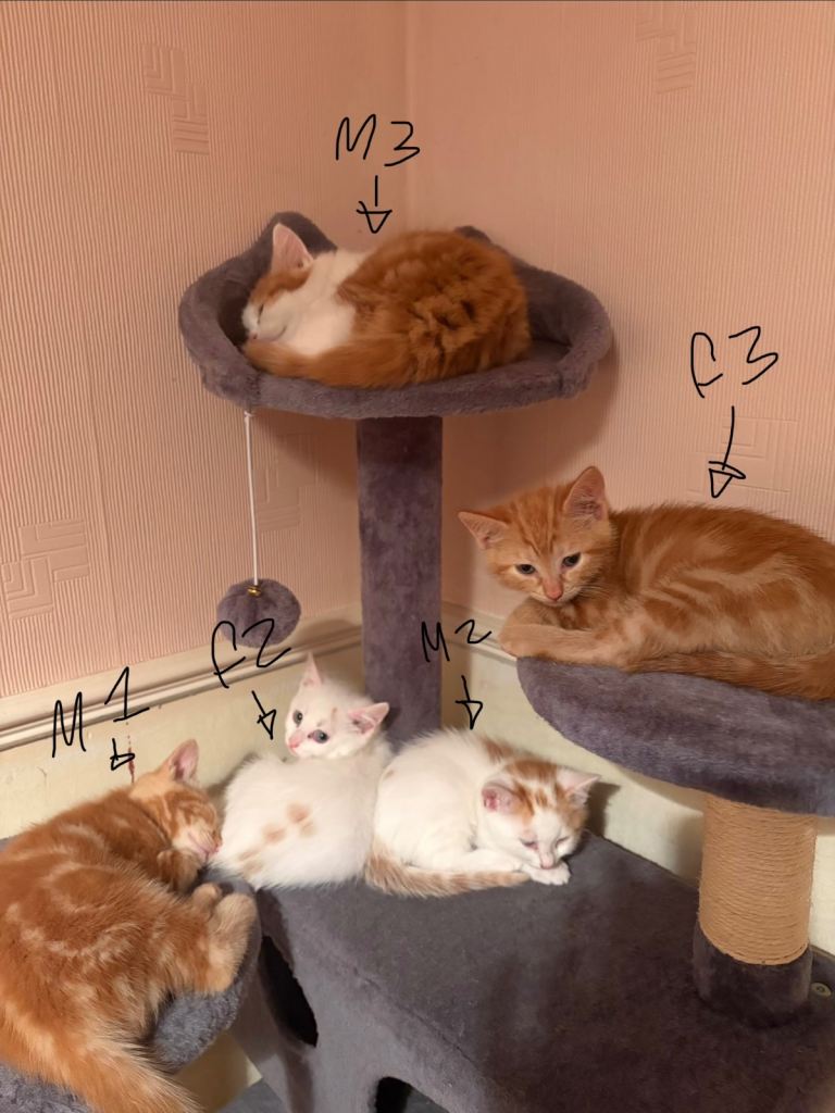 6 beautiful kittens for sale 