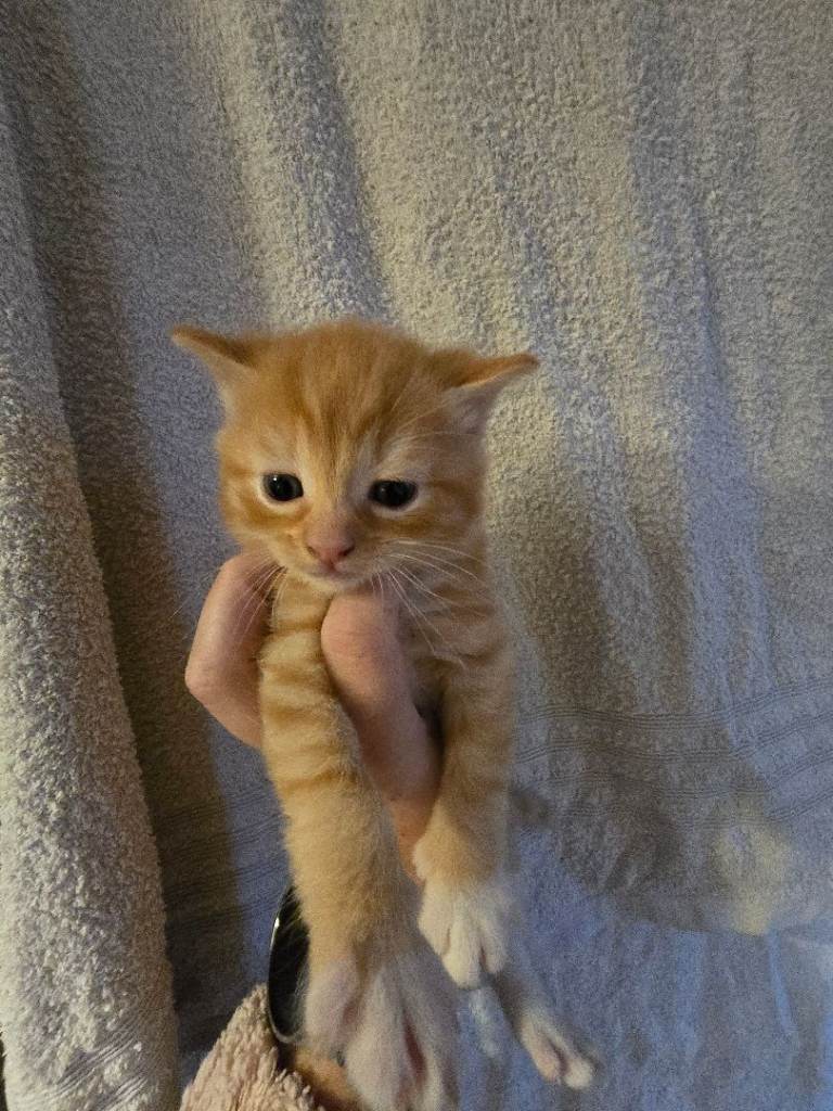 Kittens for sale