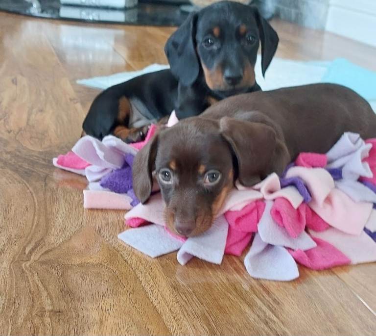Minature dachshund puppies 