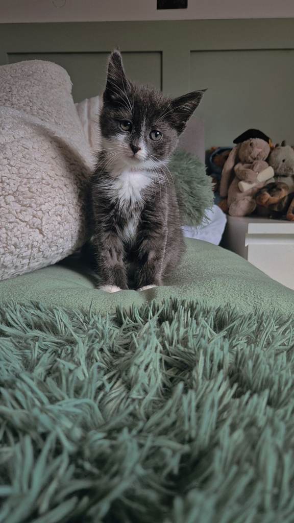 Kitten for sale 