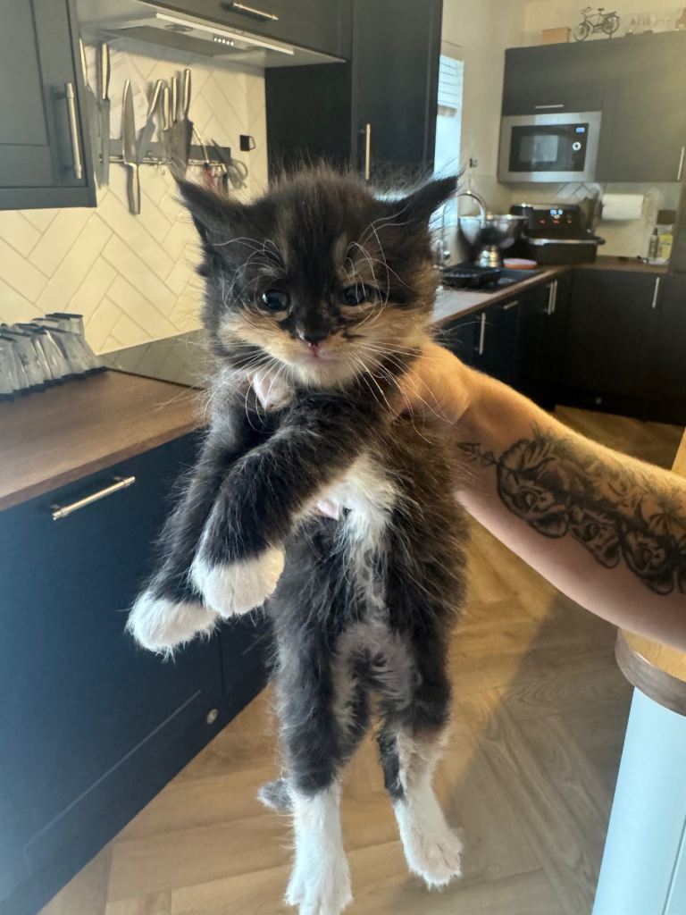 Kittens for sale 