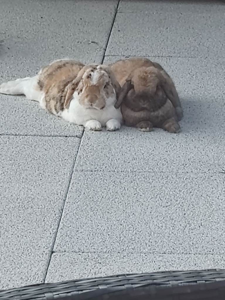 2 mini lops