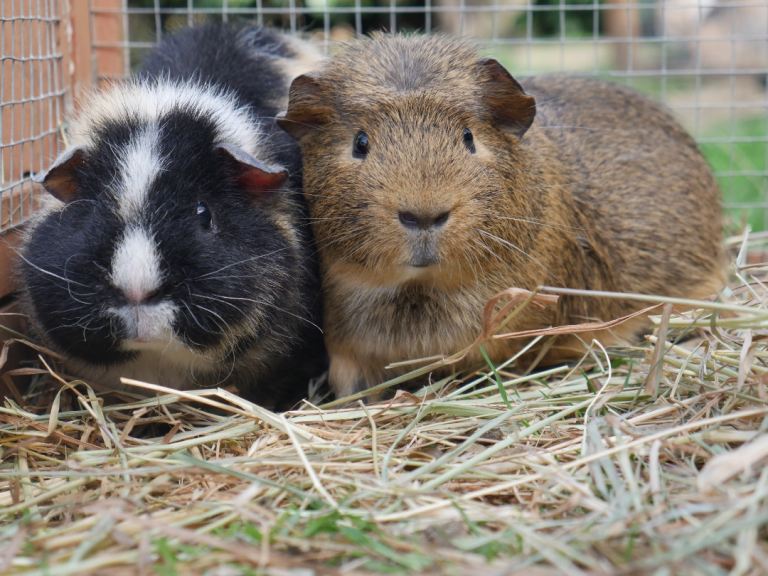 Guinea pig pairs (male)