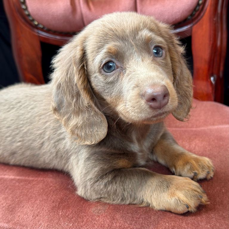 Long hair Dachshund dapple