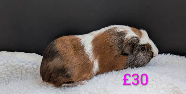 8 wk old baby male & female guinea pigs