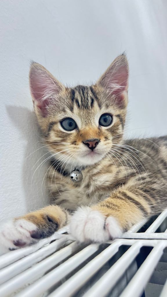 🐾 Adorable Male Kitten 🐾