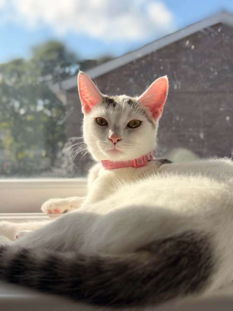 6 months old pixie kitten 