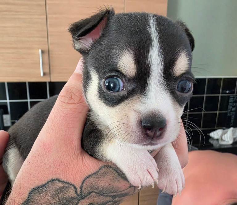Chihuahua 
