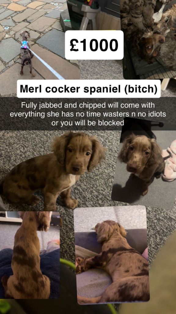 AVAILABLE MERL COCKER SPANIEL 
