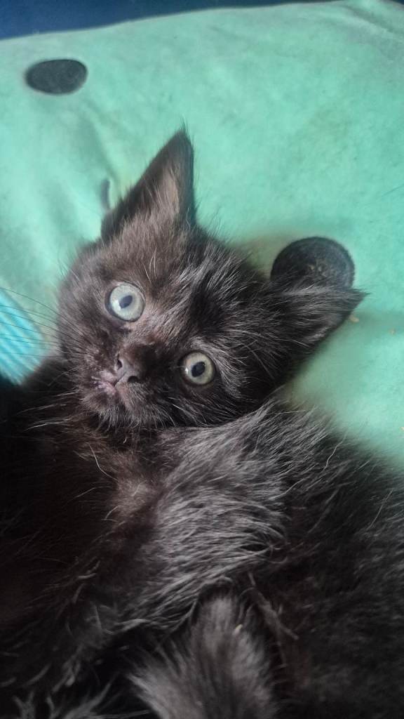 Gorgeous Kittens 