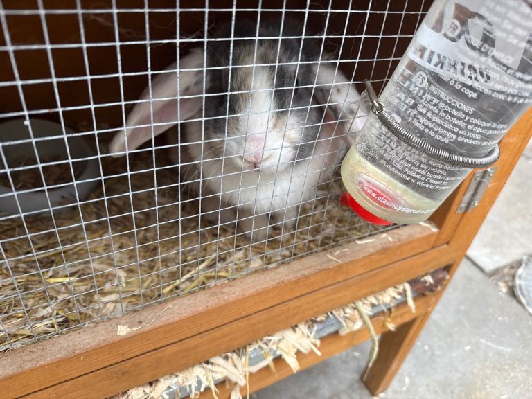 Rabbit