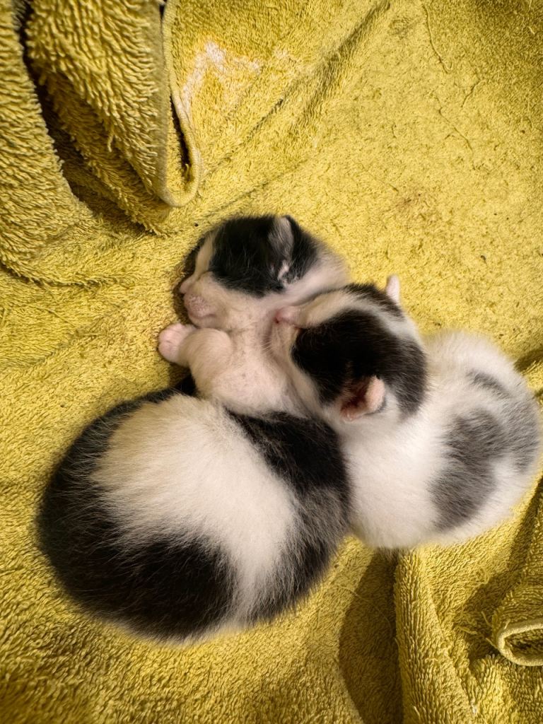 Kittens(boy and girl)