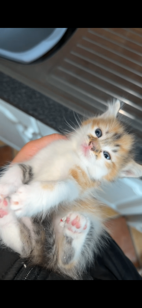Kittens 