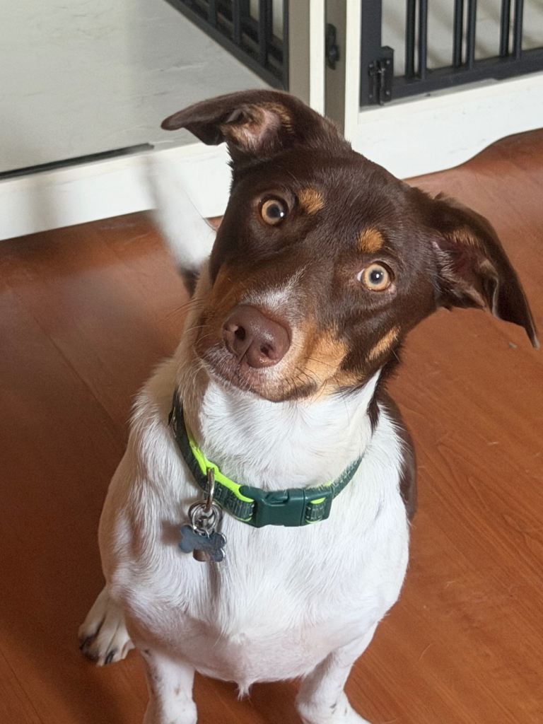 Dachshund cross border collie 