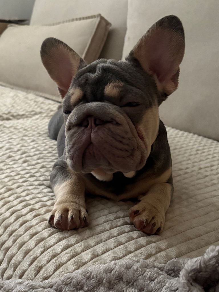 7 month old frenchie puppy 