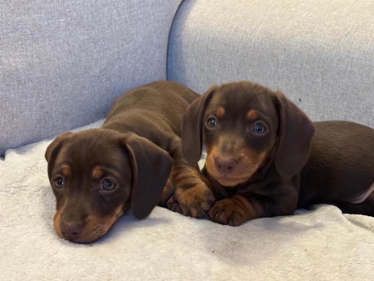 Miniature dachshund puppies