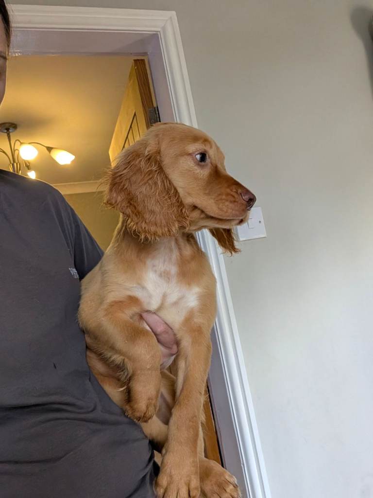 Fox Red Cocker Spaniel Pups